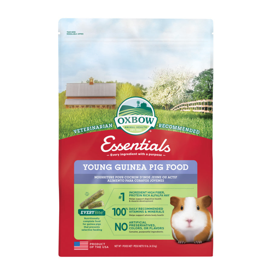 OXB Guinea Pig Young        10